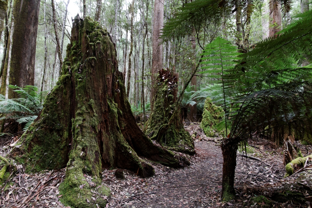 17 - Mt Field NP (6).jpg